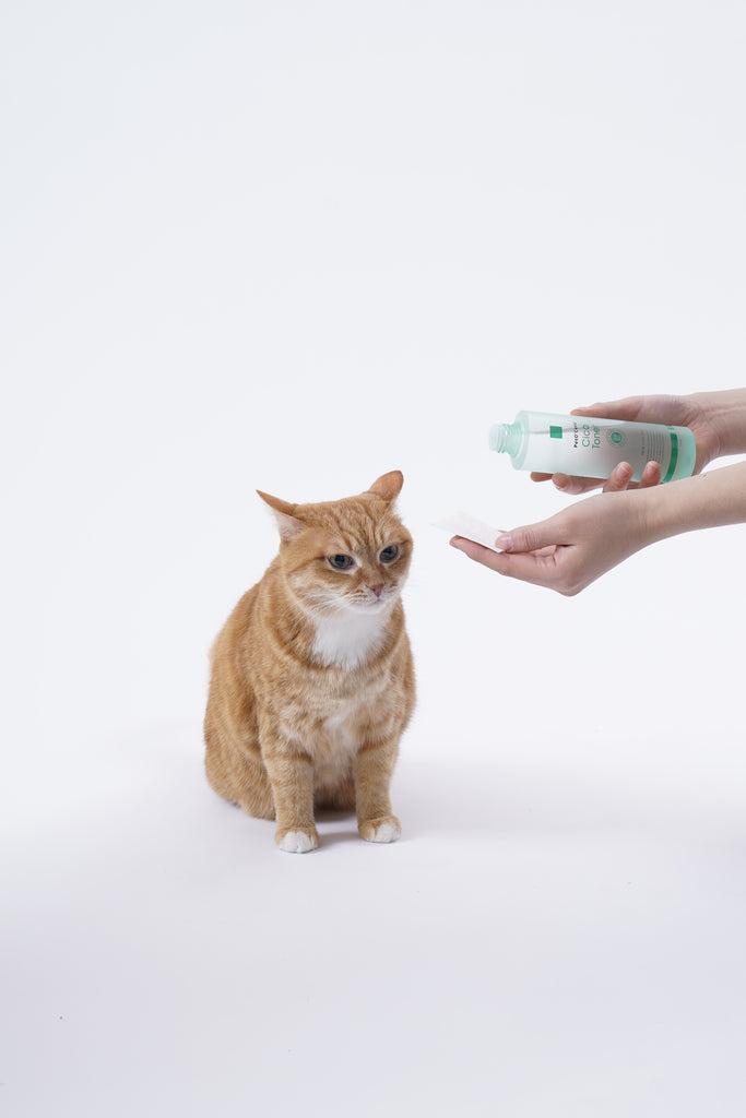 Purify Your Feline Friend's Skin: PetO'Cera Cica Toner for Effective Blackhead Treatment