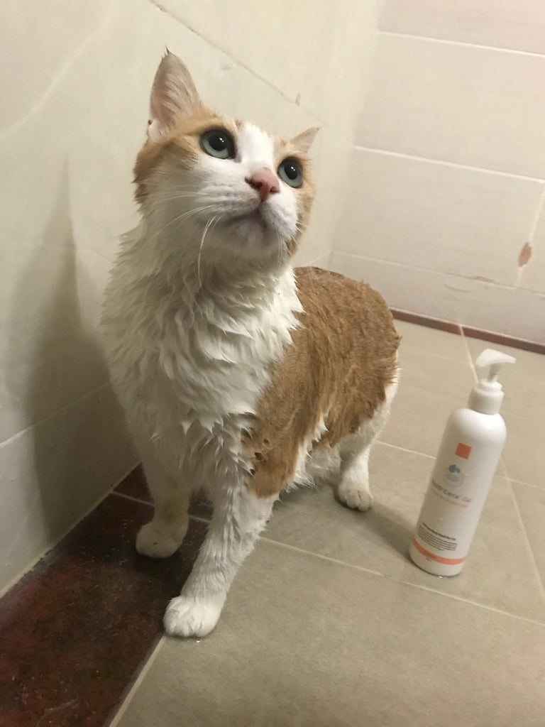 A Care Routine for a Responsible Cat Owner - How to Care for Cat Dandruff?